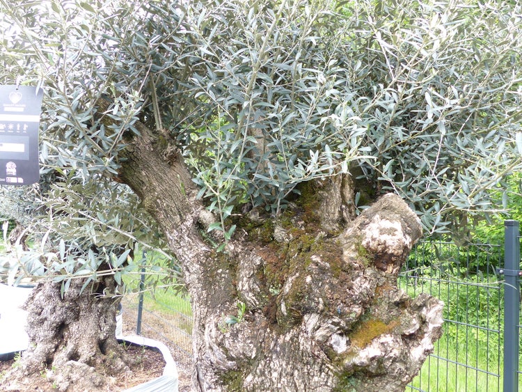 genau dieser Baum L8 Olivenbaum 265 cm, knorrige alte urige Olive winterhart