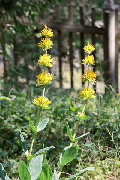 Gentiana lutea, Gelber Enzian, ca. 9x9 cm Topf