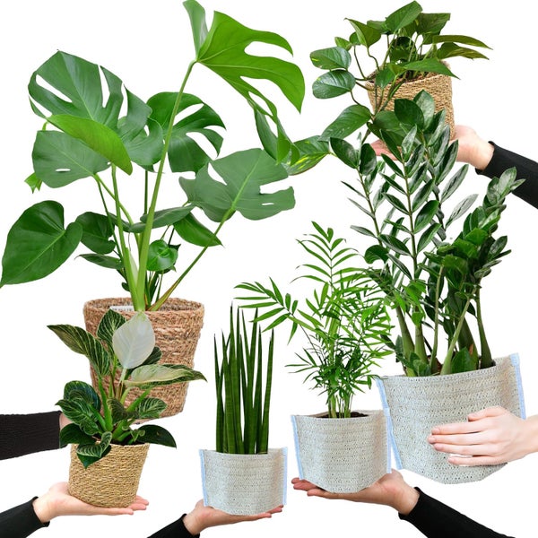 Bergpalme, Efeutute, Fensterblatt, Birken-Philodendron, Bogenhanf & Glücksfeder – 6er Box Zimmerpflanzen Starter-Set mit Übertöpfen - Höhe 20-70 cm - Töpfe ø 10,5-17 cm - Weiß-Natur Design