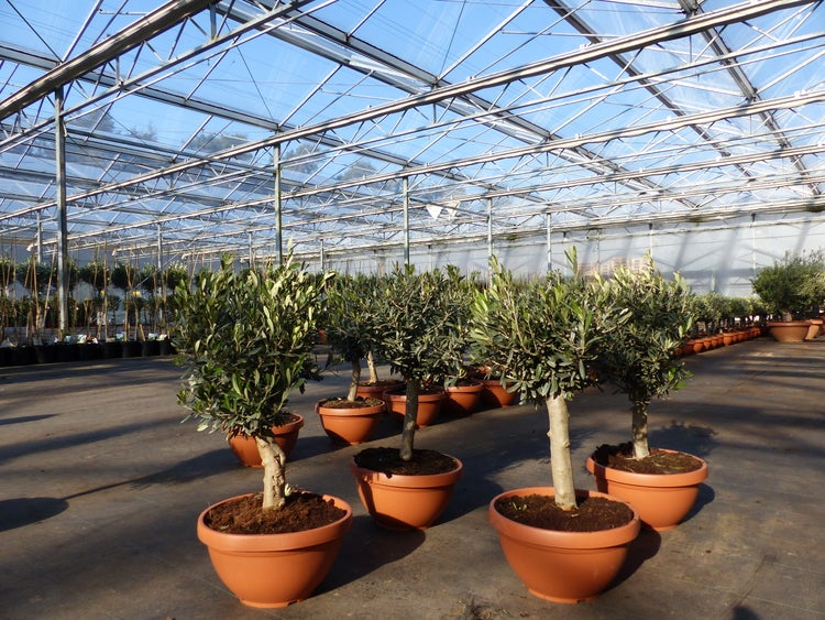 Olivenbaum Bonsai 70 - 90 cm Formgehölz, Olive winterhart, Olea europaea