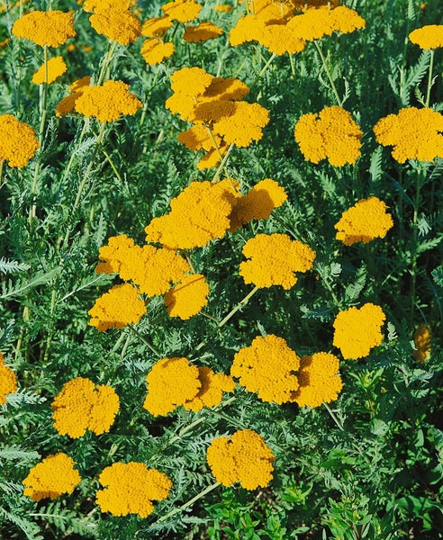 Goldgarbe im Gartenbeet