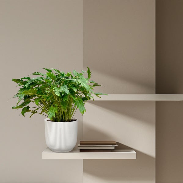 Zimmerpflanze in weißem Topf auf Regal mit Büchern