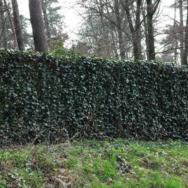Dichte Hecke aus Efeu im Garten.