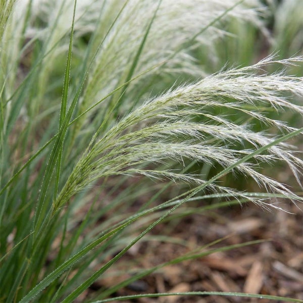 Ziergras mit filigranen Halmen und fedrigen Blütenständen im Garten