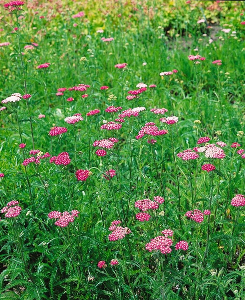 Achillea millefolium 'Apfelblüte', Schafgarbe, rosa, ca. 9x9 cm Topf