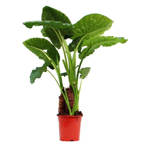 Alocasia cucullata 21cm Solitärpflanze - Elefantenohr, Höhe 80cm-100cm