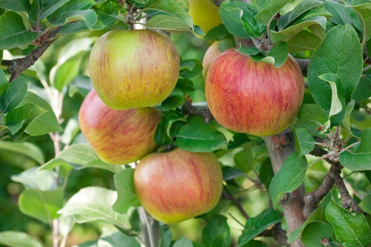 Malus 'Goldparmäne', Apfelbaum, 150–200 cm, aromatisch