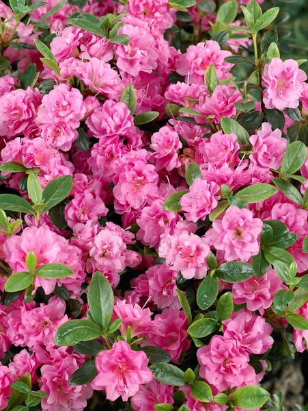 Rhododendron obtusum 'Rosebud', rosa Blüten, 15–20 cm