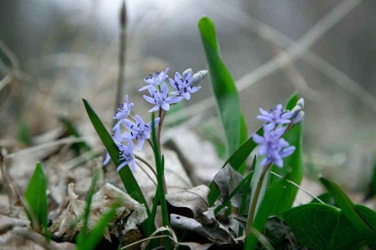 Scilla bifolia, Zweiblättriger Blaustern, blau, ca. 9x9 cm Topf
