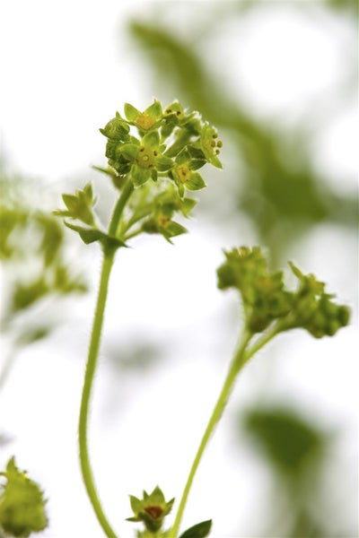 Alchemilla erythropoda, Frauenmantel, kompakt, ca. 9x9 cm Topf