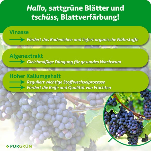 Infografik mit Wirkungsweise des Purgruen Duengers mit Vinasse, Algenextrakt und Kalium fuer Weinreben und Pflanzenwachstum.