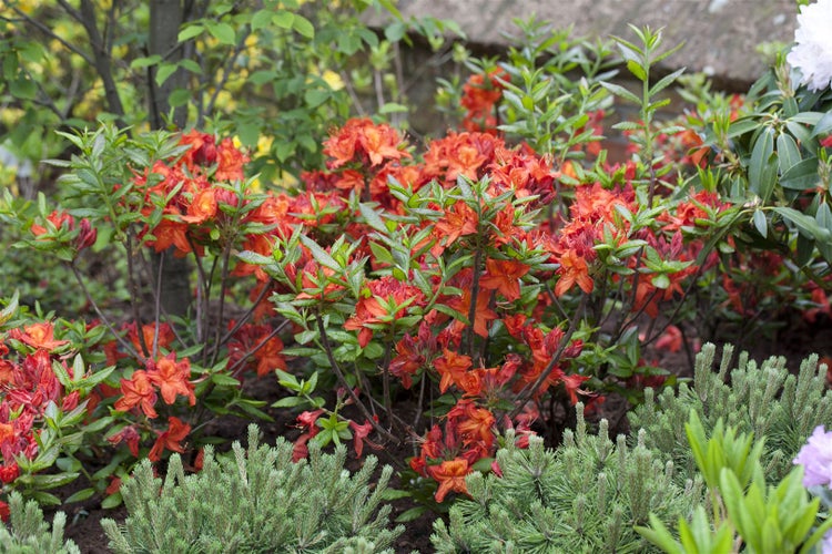Rhododendron luteum 'Parkfeuer', gelb-orange, 40–50 cm
