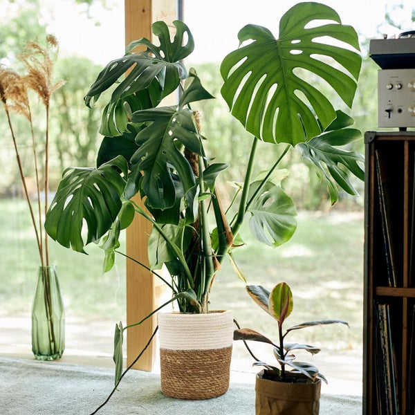 Monstera Deliciosa Fensterblatt, pflegeleichte luftreinigende Zimmerpflanze, Höhe 70–80 cm, Topf 19–21 cm