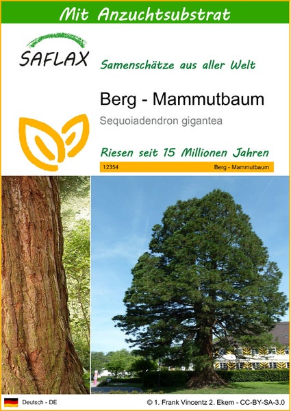 SAFLAX  - Berg - Mammutbaum - Sequoiadendron gigantea - 50 Samen - Mit keimfreiem Anzuchtsubstrat