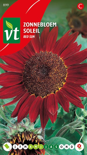 Sonnenblume Roter Sonnenball Samenpackung