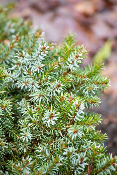 Picea omorika 'Nana', Serbische Fichte, kompakt, 70–80 cm