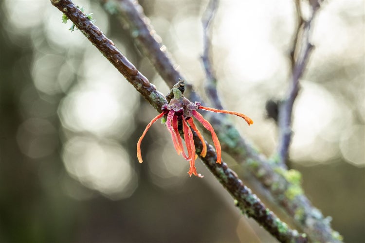 Hamamelis intermedia 'Jelena', Zaubernuss, kupferorange, 60–80 cm