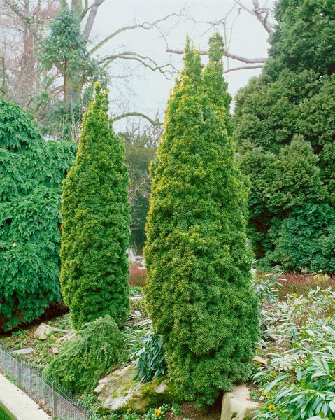 Taxus baccata 'Standishii', Eibe, säulenförmig, 50–60 cm