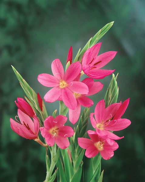 Nahaufnahme einer Montbretie mit Blüten und grünen Blättern