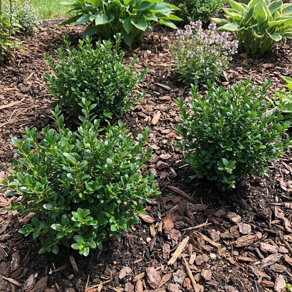 Kleine, runde, immergrüne Sträucher in einem mit Rindenmulch bedeckten Gartenbeet neben weiteren Gartenpflanzen.