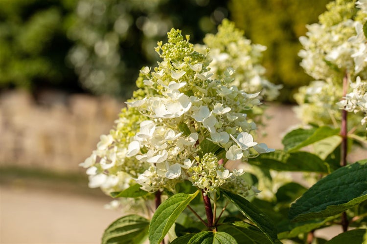 Hydrangea paniculata 'Baby Lace', Rispenhortensie, weiß, 40–60 cm