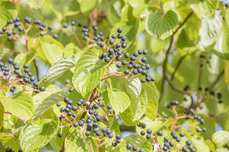 Cornus controversa, Etagen-Hartriegel, 80–100 cm, auffällige Wuchsform