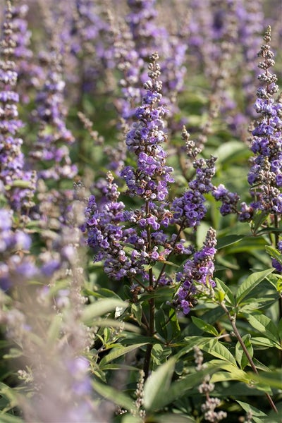 Vitex agnus-castus 'Delta Blues', Mönchspfeffer, blau, 40–60 cm