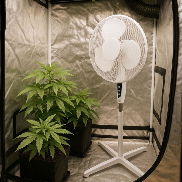 Weißer Standventilator neben Zimmerpflanzen in einer reflektierenden Growbox mit Belüftung.