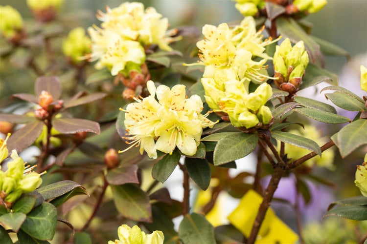 Rhododendron hanceanum 'Princess Anne', gelb, 25–30 cm