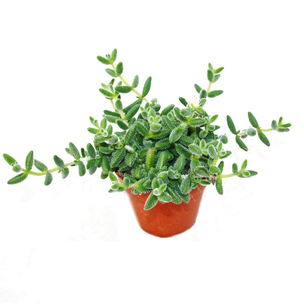 Saure Gurken Pflanze - Delosperma echinatum - 12cm Topf