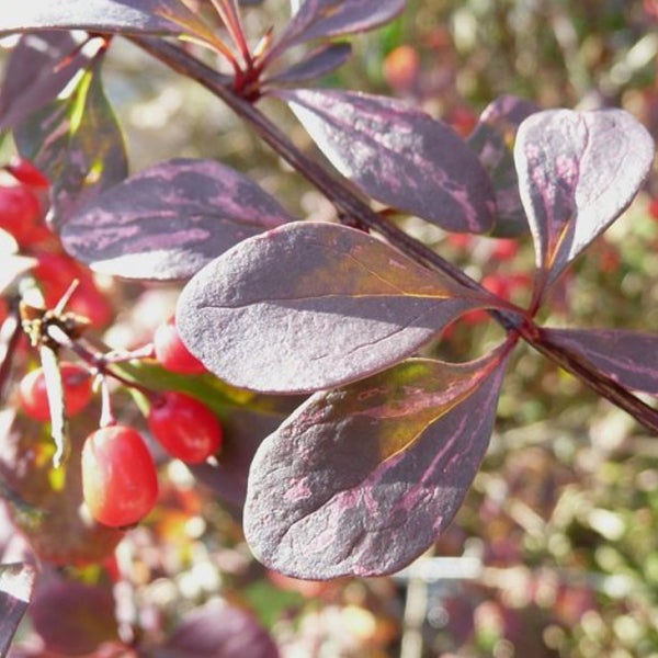 Zweig einer Berberitze mit Blättern und Beeren