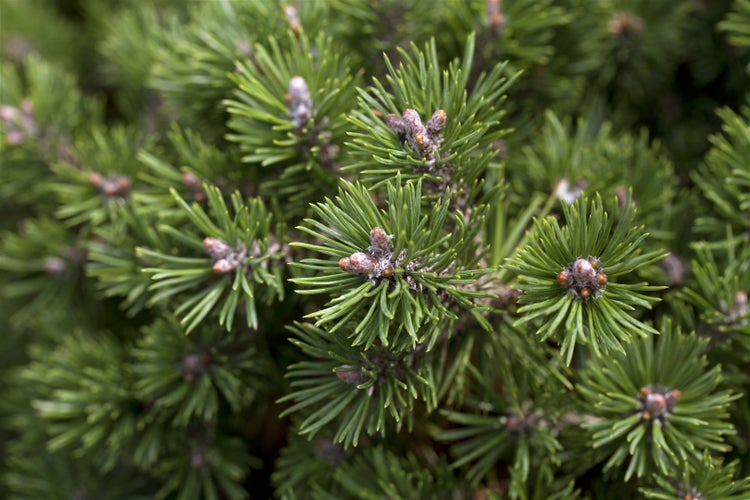 Pinus mugo 'Mini Mops', Bergkiefer, kompakt, 25–30 cm