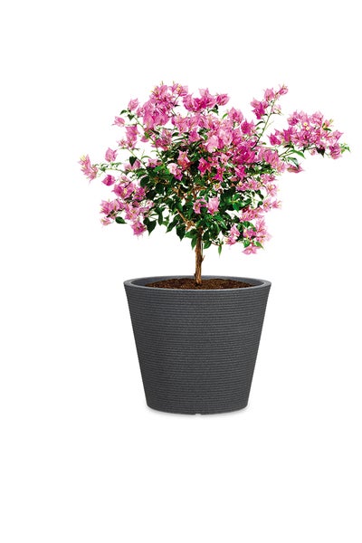 Bougainvillea als Hochstamm in einem geriffelten Kunststoff Pflanzgefäß