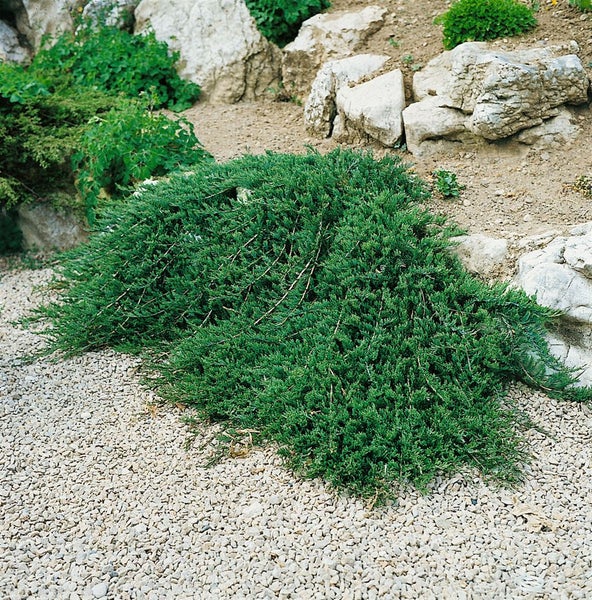 Juniperus horizontalis 'Glauca', Kriech-Wacholder, blaugrün, 20–30 cm