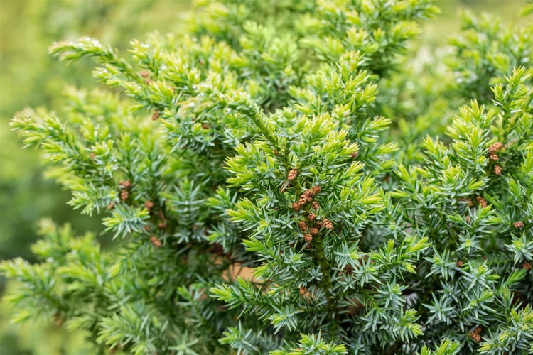 Juniperus chinensis 'Blue Alps', Chinesischer Wacholder, blaugrün, 20–30 cm