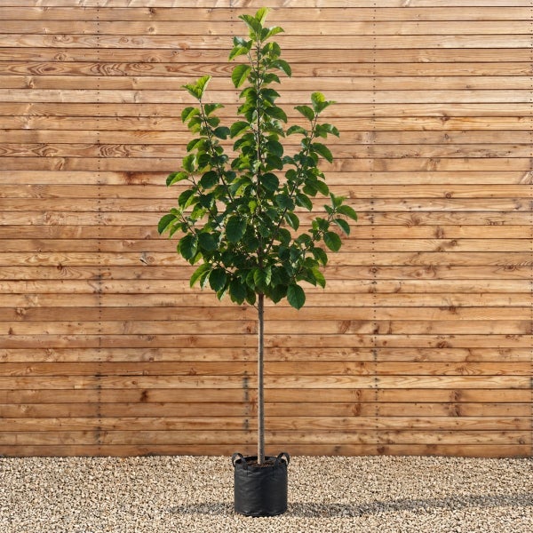 Junger Baum mit grünem Laub in einem schwarzen Pflanzkübel vor einer Holzfassade.