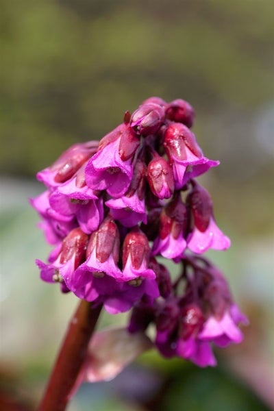 Bergenia cordifolia 'Admiral', Riesensteinbrech, rosa, ca. 11x11 cm Topf