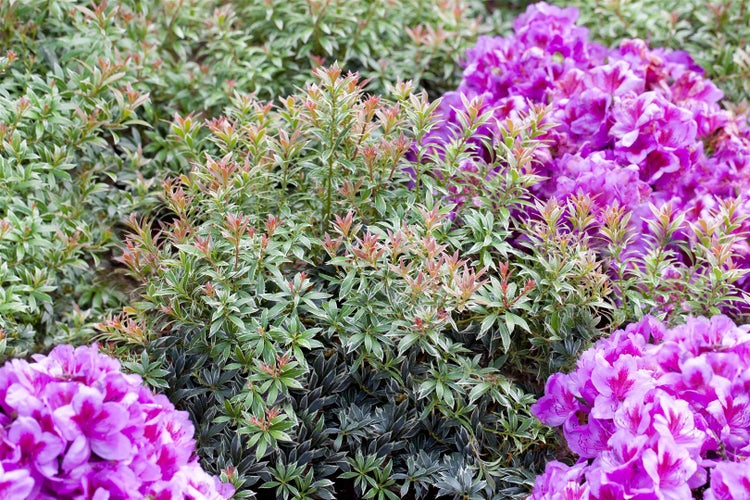 Pieris japonica 'Little Heath', Japanische Lavendelheide, 20–25 cm