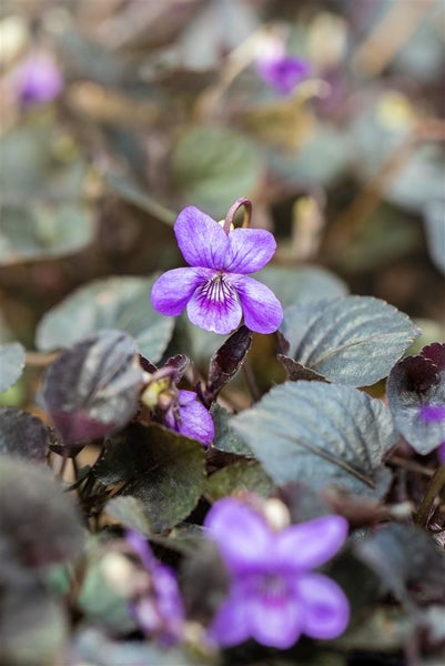 Nahaufnahme von Veilchenblüten im Garten.