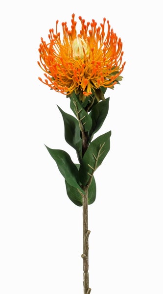Künstliche Leucospermum Nadelkissen-Protea mit orangefarbener Blüte und grünen Blättern