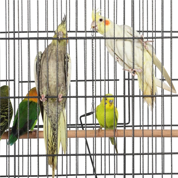 Wellensittiche und Nymphensittiche in einem Vogelkäfig mit Gitterstäben