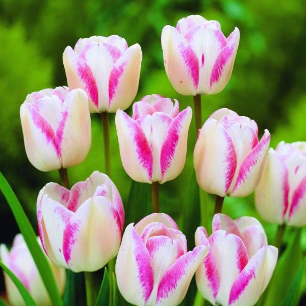 Gruppe von Tulpen mit weiß-rosa Blütenblättern