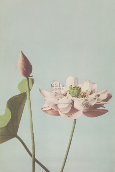 ESTAhome Fototapete Lotusblume Altrosa - 1,86 x 2,79 m - 158890