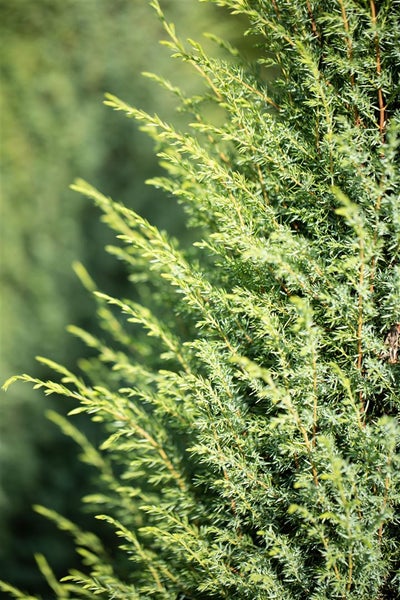 Juniperus communis 'Hibernica', Säulenwacholder, 60–80 cm