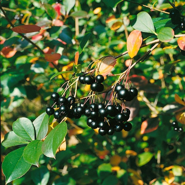 Aronia melanocarpa 'Aron', Schwarze Apfelbeere, 60–80 cm