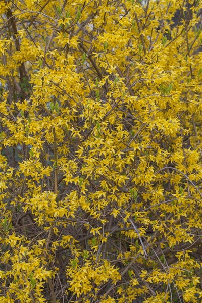 Forsythia intermedia 'Spectabilis', Forsythie, leuchtend gelb, 60–100 cm