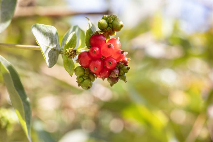 Lonicera heckrottii, Geißblatt, 80–100 cm, duftend