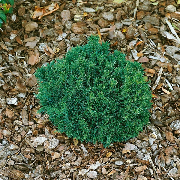 Chamaecyparis lawsoniana 'Green Globe', Kugelzypresse, 15–20 cm