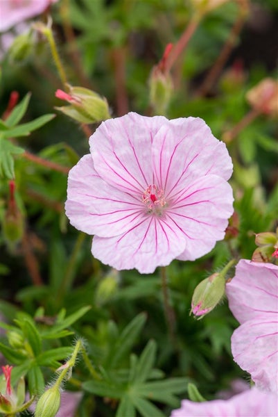 Nahaufnahme einer rosafarbenen Storchschnabelblüte im Garten