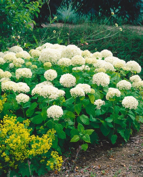 Hydrangea arborescens 'Annabelle', Schneeballhortensie, weiß, 60–80 cm